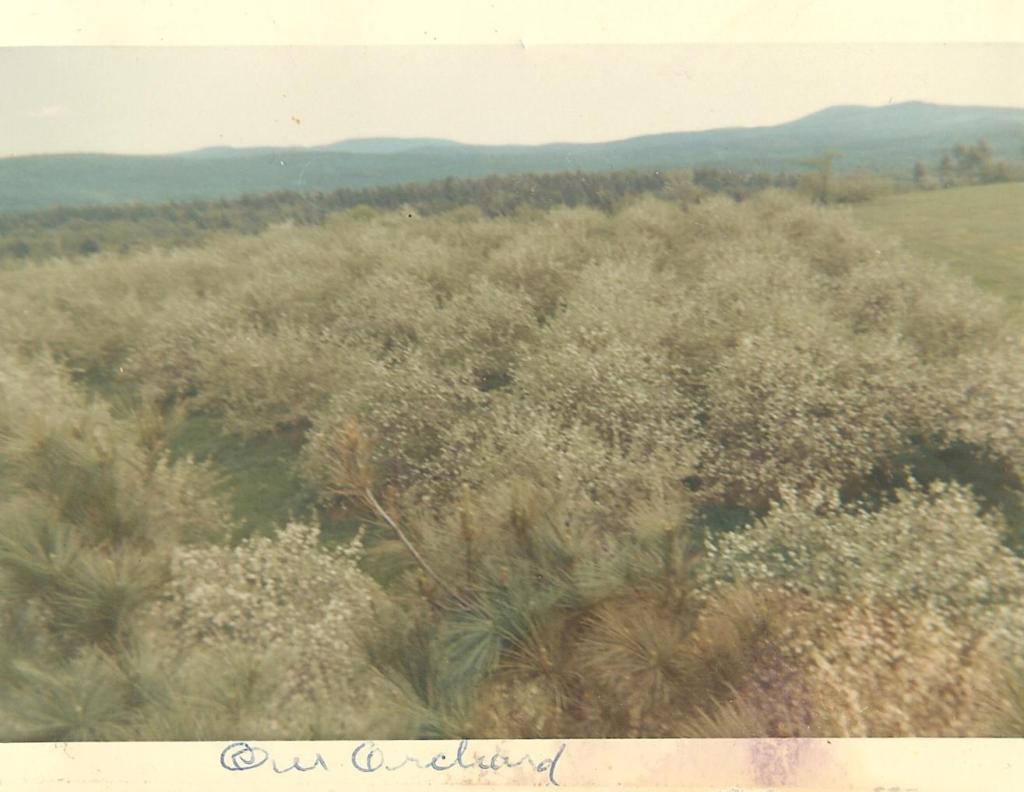 The Bowden orchard, May 1967. After taking the previous photograph of the farm buildings from atop a tall pine, Barry turned 180° and captured this image of the trees in his father's apple orchard in full bloom. In the distance (though not discernable) is Brewer Lake.     